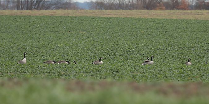bernikla kanadyjska  - Grzegorz Neubauer