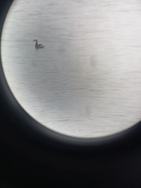 perkoz rogaty  - Michał Karpeta