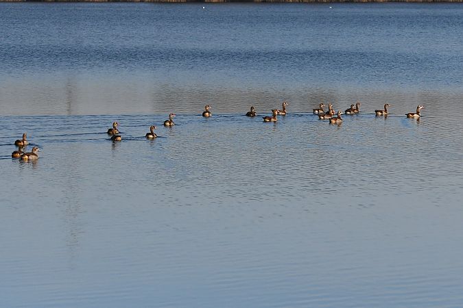 gęsiówka egipska  - Grzegorz Lorek