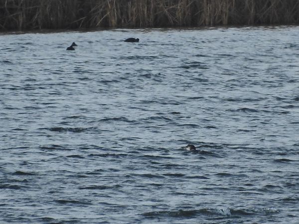 lodowiec  - Grzegorz Lorek