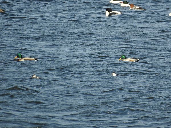 perkoz rogaty  - Grzegorz Lorek