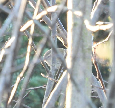 świstunka ałtajska  - Sławomir Karpicki