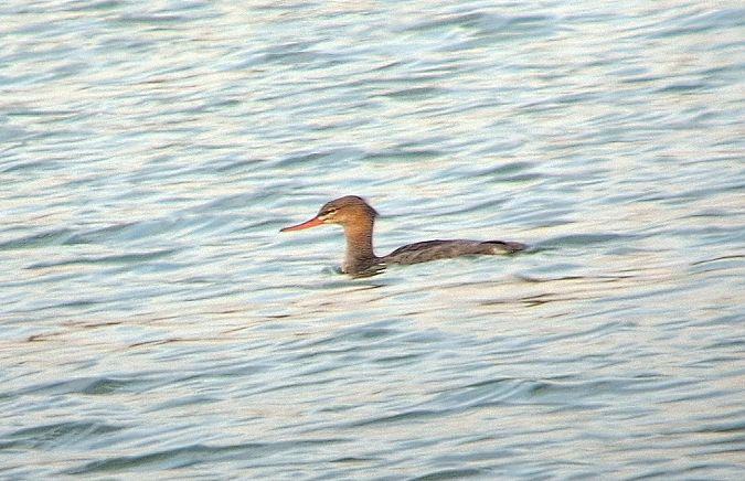 szlachar  - Daniel Stasiowski