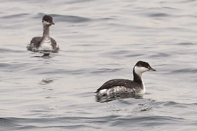 perkoz rogaty  - Michał Białek