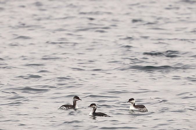 perkoz rogaty  - Michał Białek