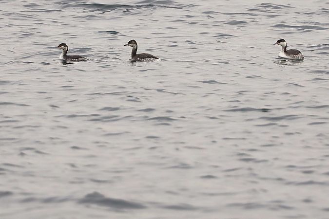 perkoz rogaty  - Michał Białek