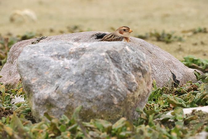 śnieguła  - Michał Białek