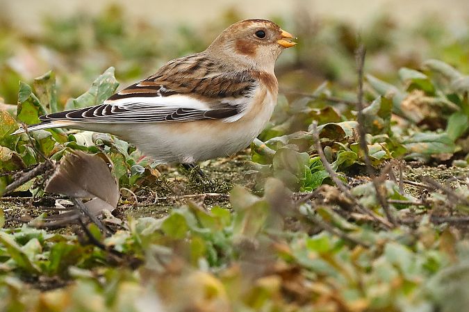 śnieguła  - Michał Białek