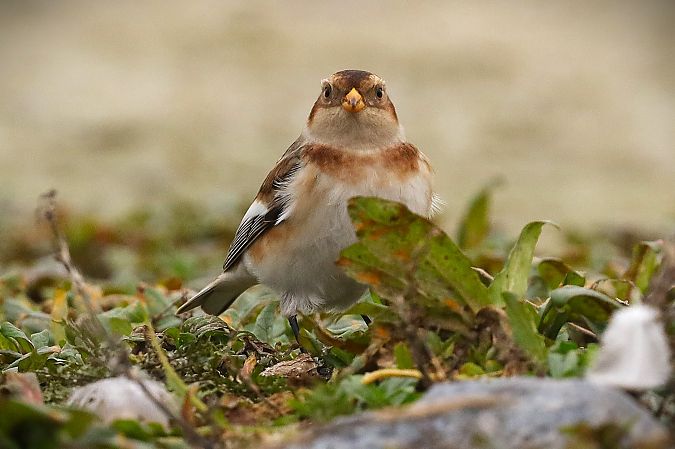 śnieguła  - Michał Białek