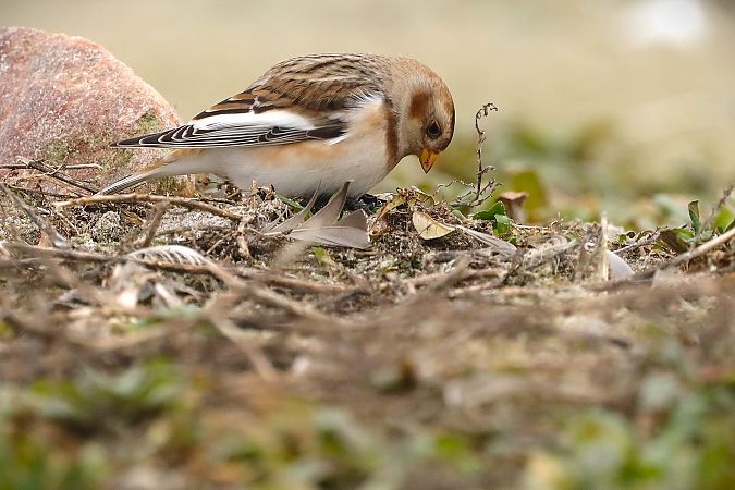śnieguła  - Michał Białek