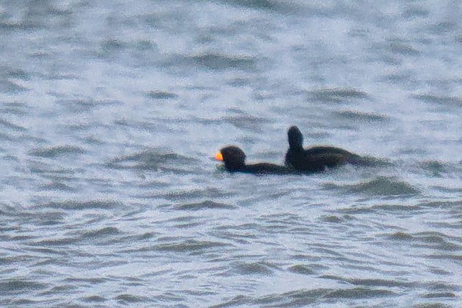Black Scoter  - Patrycja Piotrowska