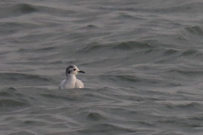 mewa mała  - Patrycja Piotrowska