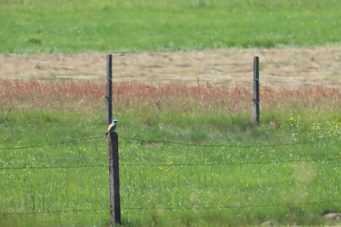 kraska  - Patrycja Piotrowska