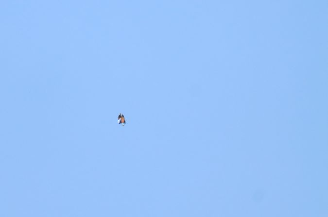 Blauracke  - Patrycja Piotrowska