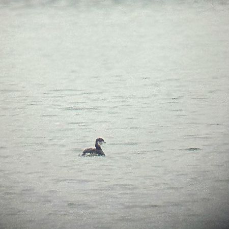 perkoz rogaty  - Danuta Dydo