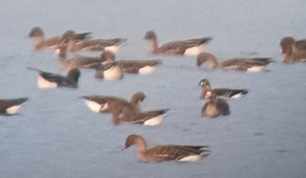 bernikla rdzawoszyja  - Michał Polakowski