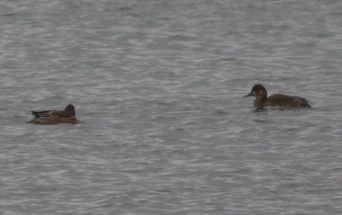 głowienka x hełmiatka  - Michał Polakowski
