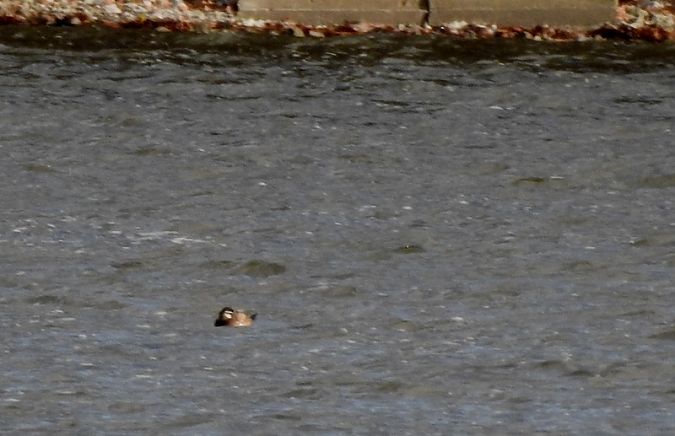 sterniczka  - Magdalena Traciłowska