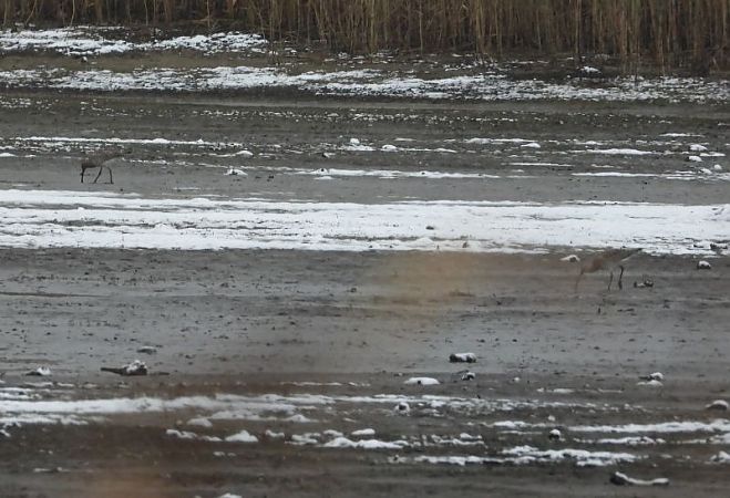 kulik wielki  - Sławomir Ligęza