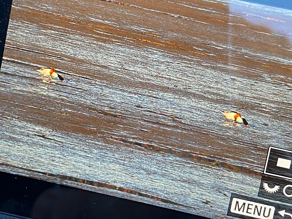 Tadorne de Belon  - Marcin Karetta