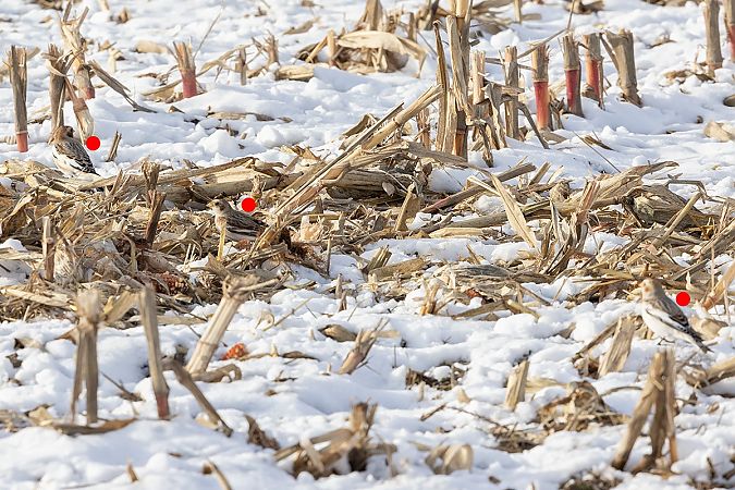 śnieguła  - Marcin Karetta