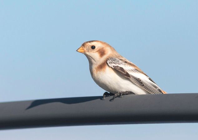 śnieguła  - Ireneusz Nikiel