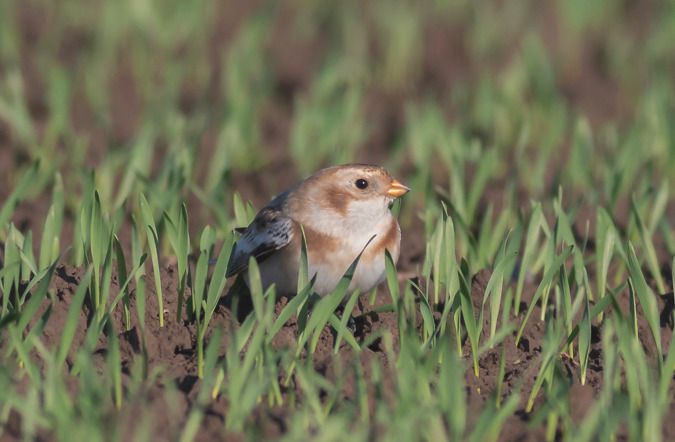 Bruant des neiges  - Ireneusz Nikiel