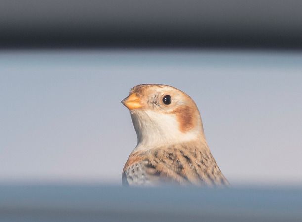 Bruant des neiges  - Ireneusz Nikiel