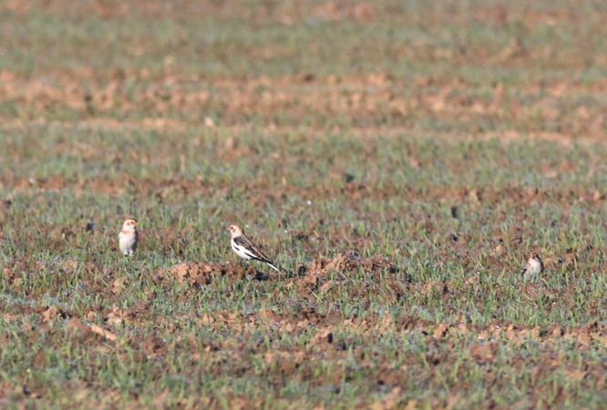 śnieguła  - Ireneusz Nikiel