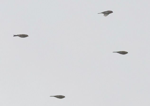 rzepołuch  - Ireneusz Nikiel