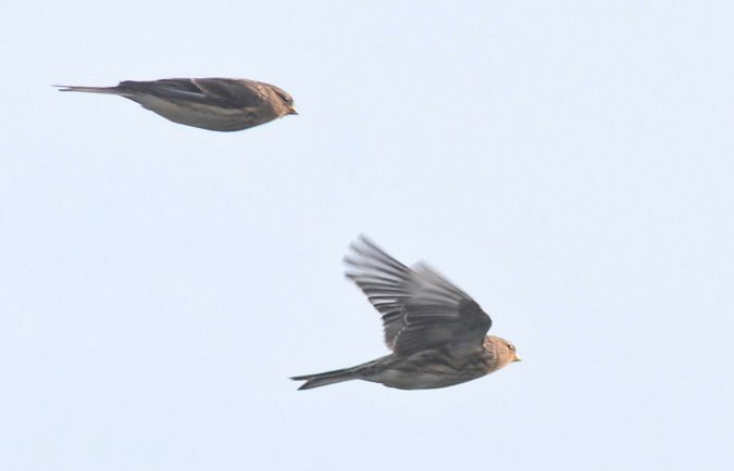 rzepołuch  - Ireneusz Nikiel