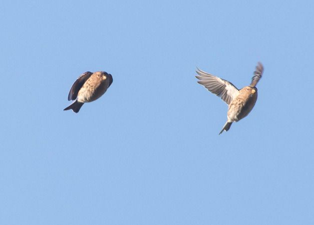 rzepołuch  - Ireneusz Nikiel