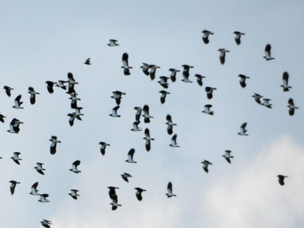 czajka  - Andrzej Tarasiuk