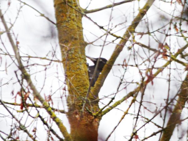 dzięcioł czarny  - Andrzej Tarasiuk