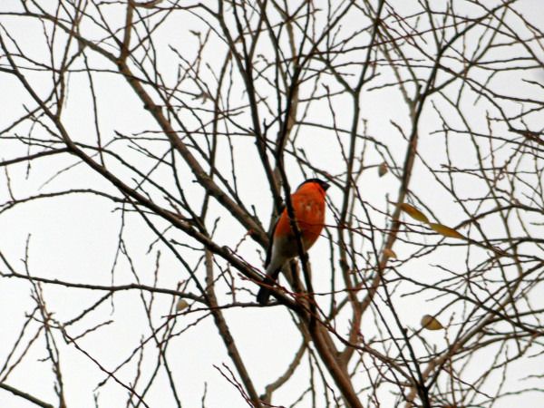 gil  - Andrzej Tarasiuk