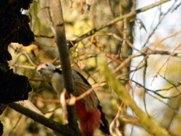 dzięcioł średni  - Andrzej Tarasiuk