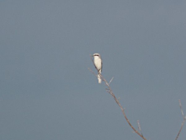 srokosz  - Andrzej Tarasiuk