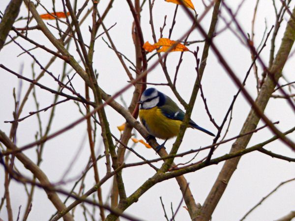 modraszka  - Andrzej Tarasiuk