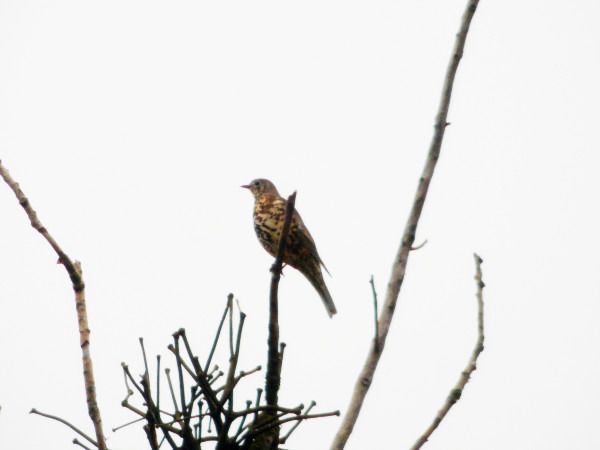 paszkot  - Andrzej Tarasiuk