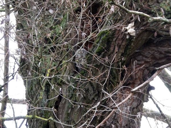 puszczyk  - Andrzej Tarasiuk