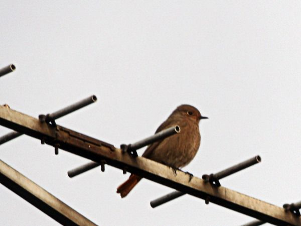 kopciuszek  - Andrzej Tarasiuk