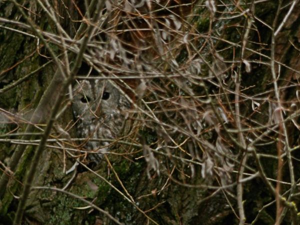 puszczyk  - Andrzej Tarasiuk