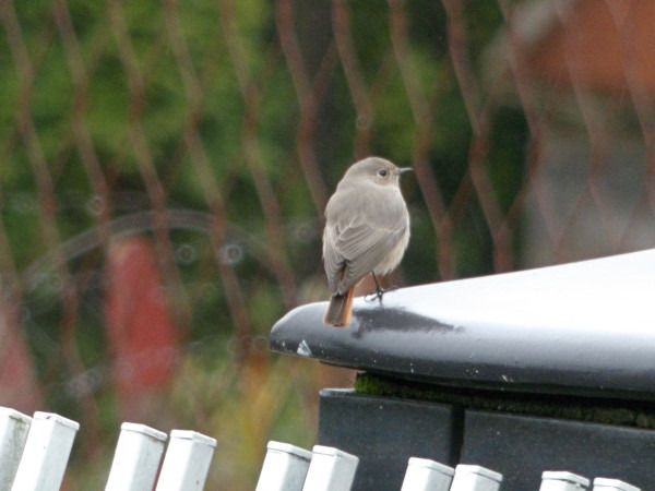 Hausrotschwanz  - Andrzej Tarasiuk