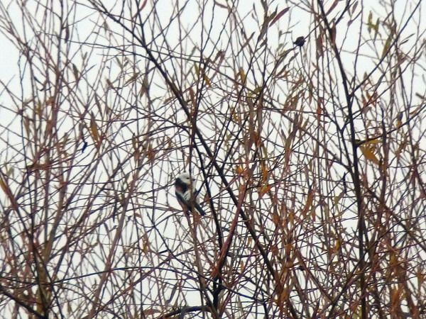 raniuszek  - Andrzej Tarasiuk