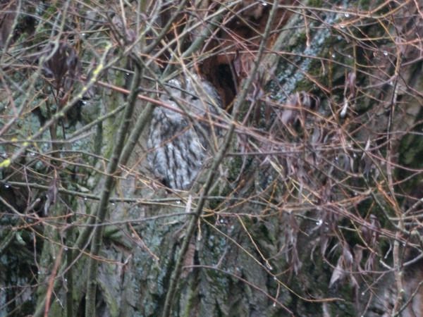 Waldkauz  - Andrzej Tarasiuk