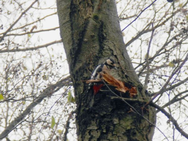 dzięcioł duży  - Andrzej Tarasiuk