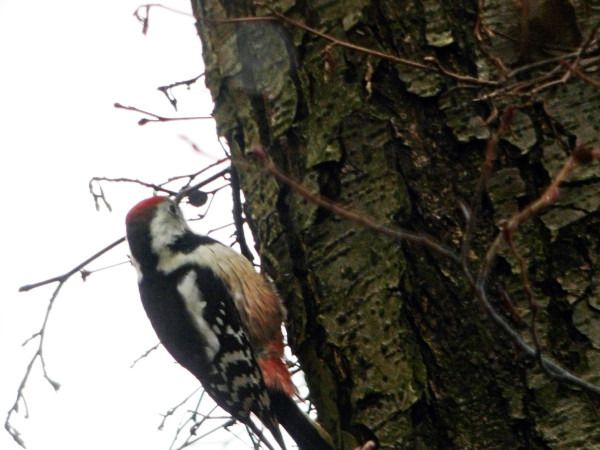 Mittelspecht  - Andrzej Tarasiuk