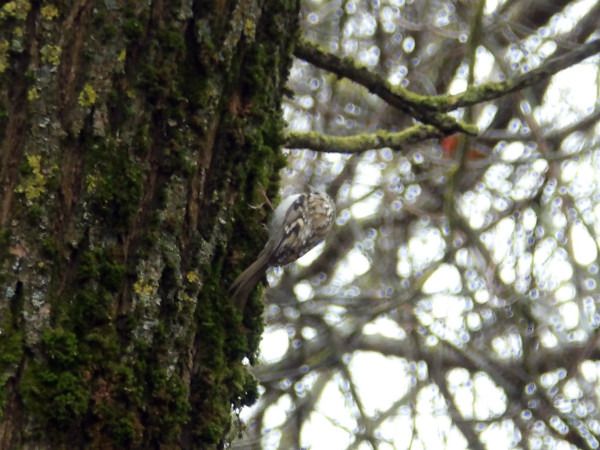 Waldbaumläufer  - Andrzej Tarasiuk