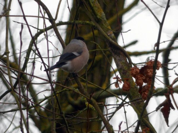 Gimpel  - Andrzej Tarasiuk