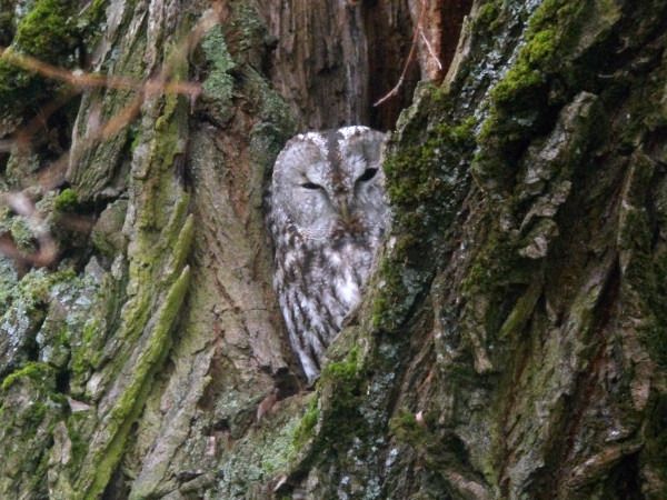 puszczyk  - Andrzej Tarasiuk